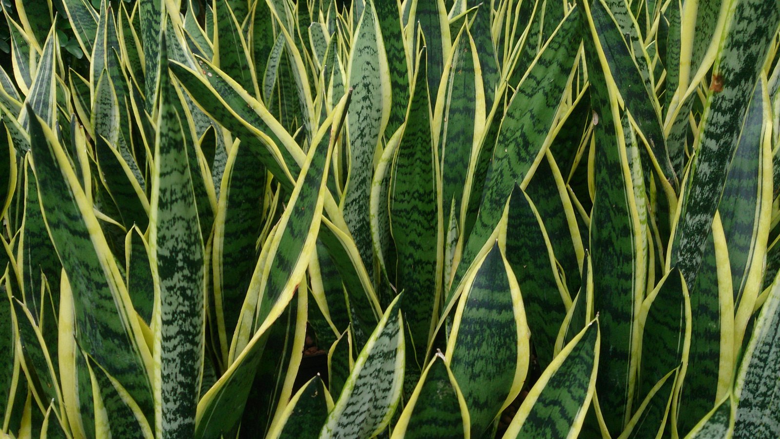 Sansevieria Trifasciata Laurentii C.16