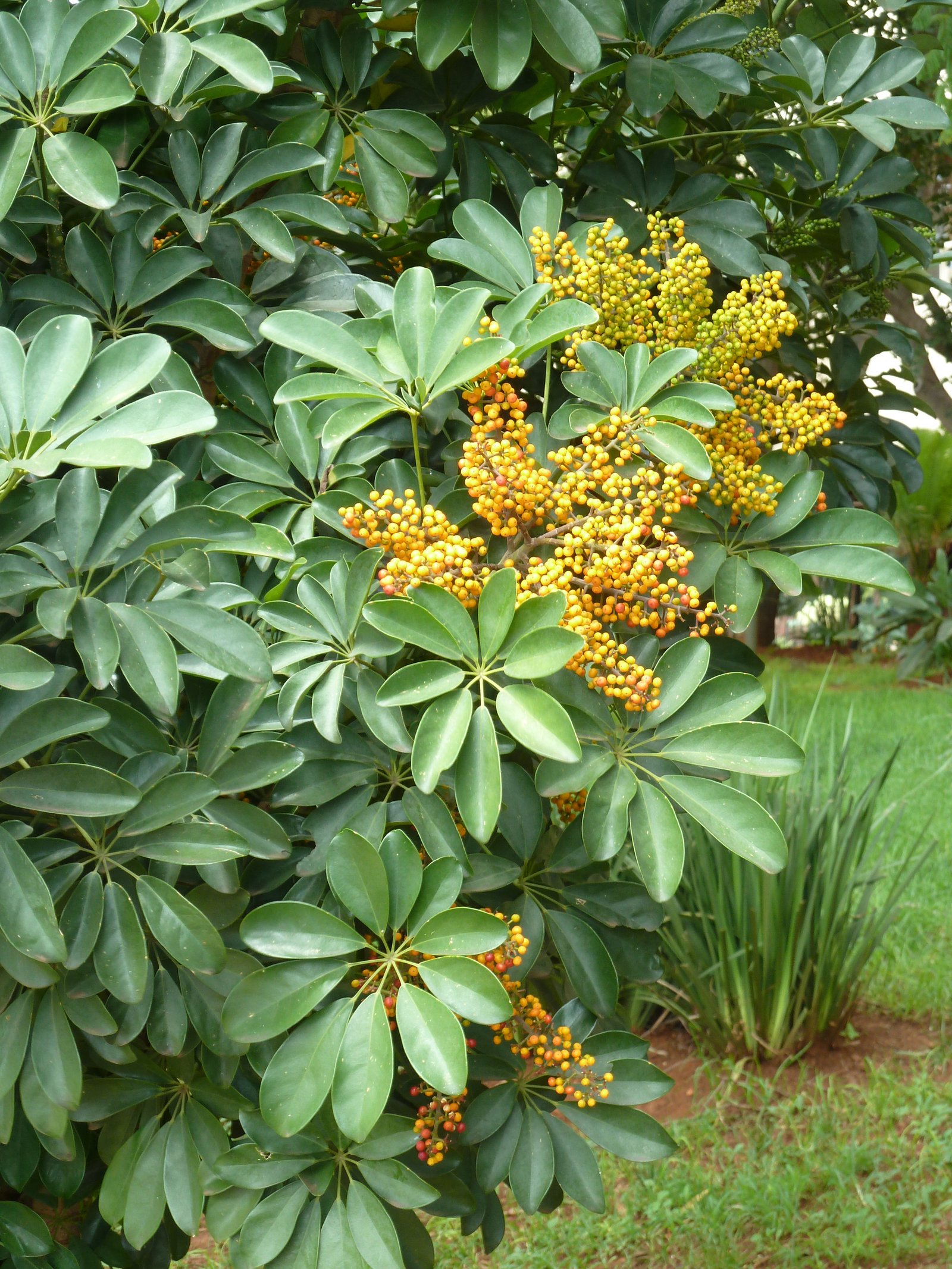 Schefflera Amate