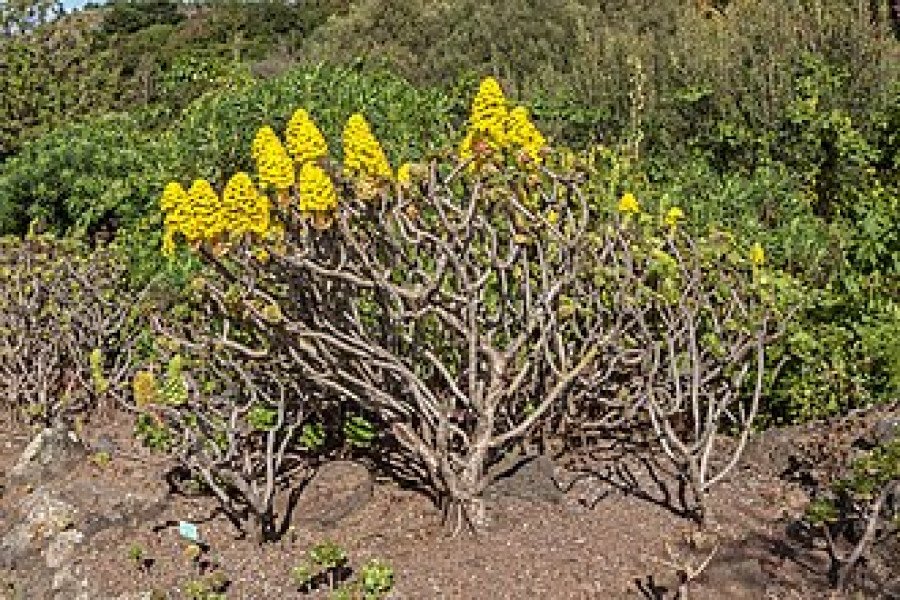 Aeonium