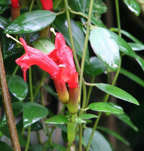 Aeschynanthus Buxifolium