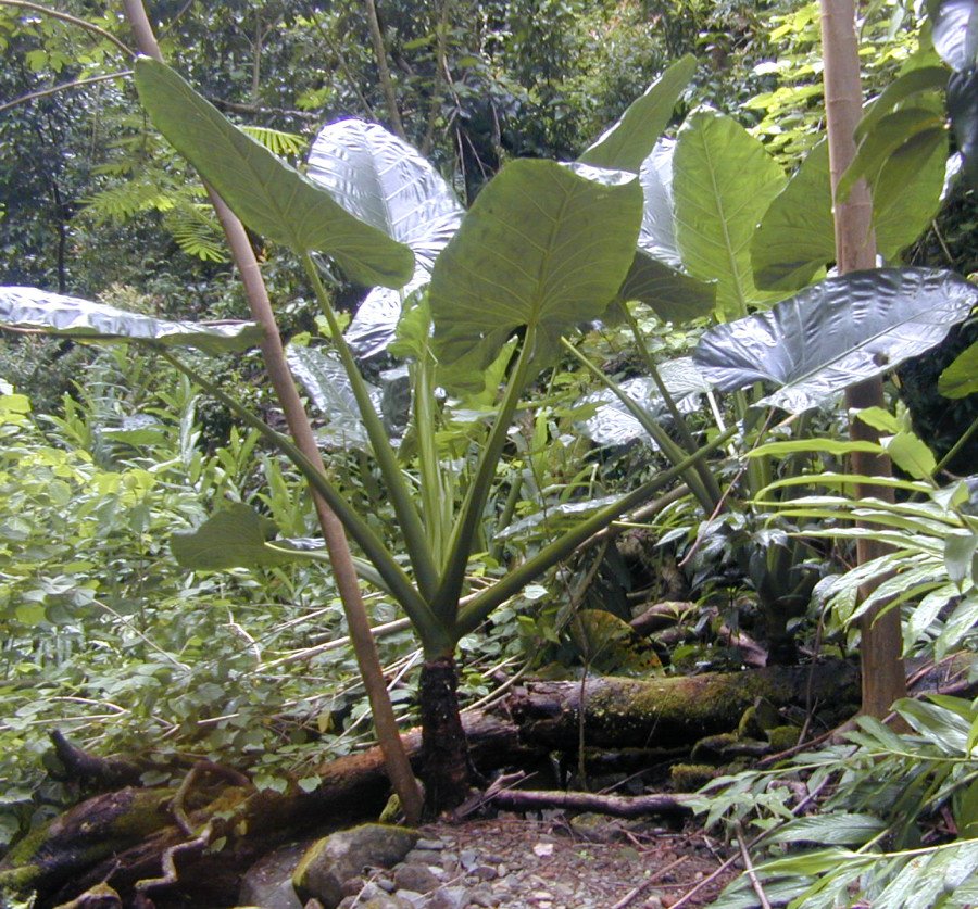 Alocasia