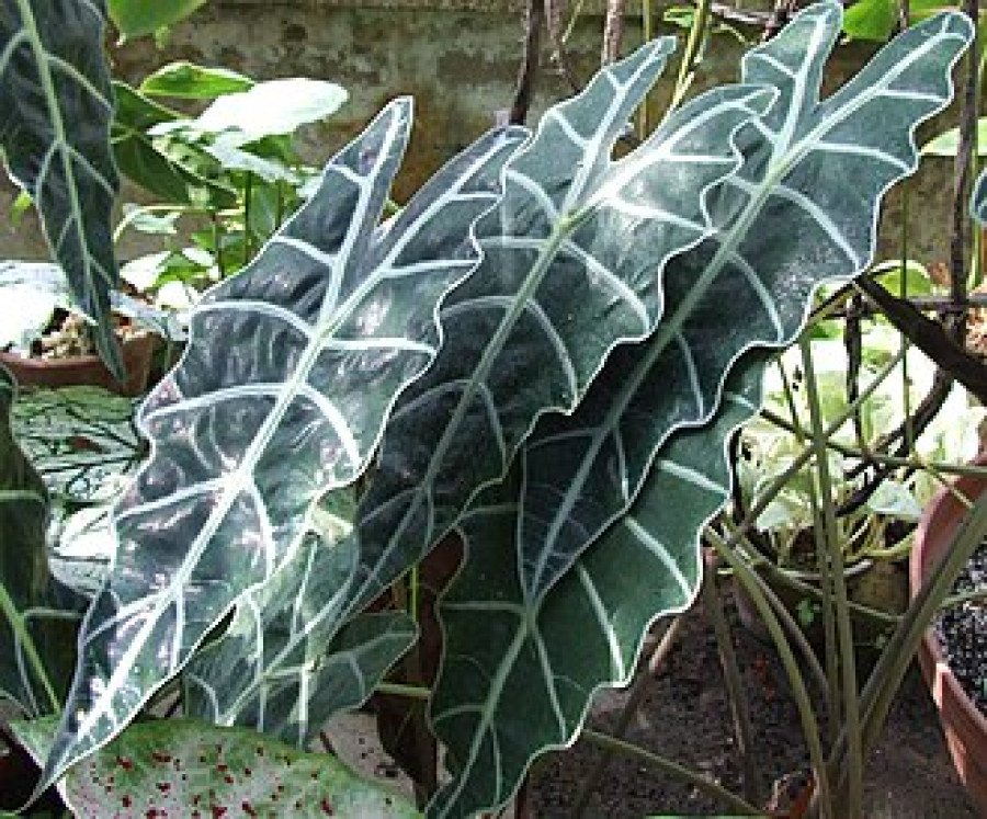 Alocasia Dwarf Amazonica