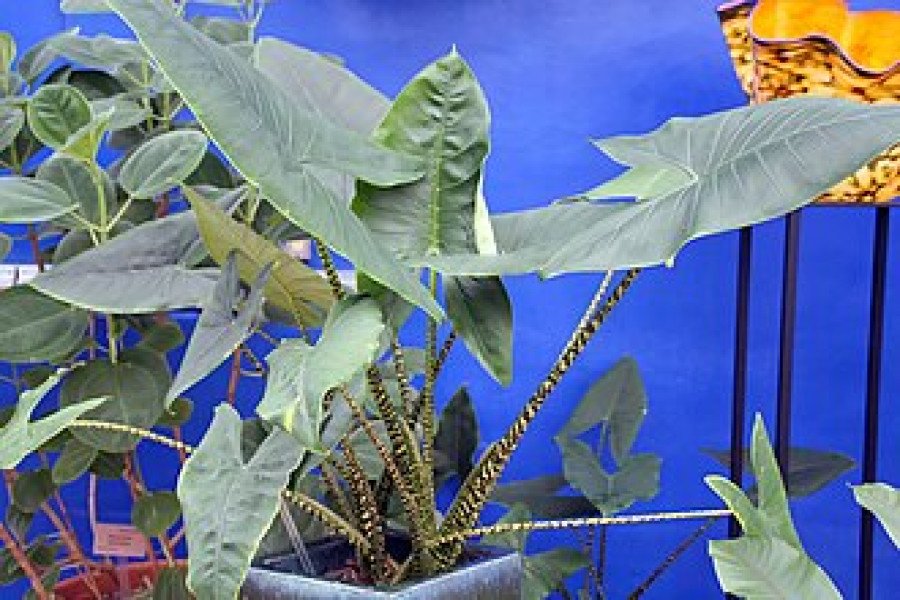 Alocasia Zebrina Variegata