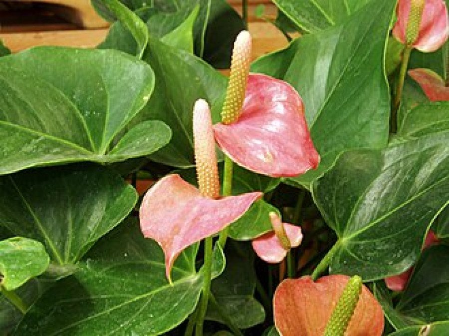 Anthurium Seconds