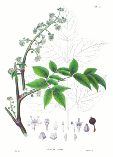 Aralia