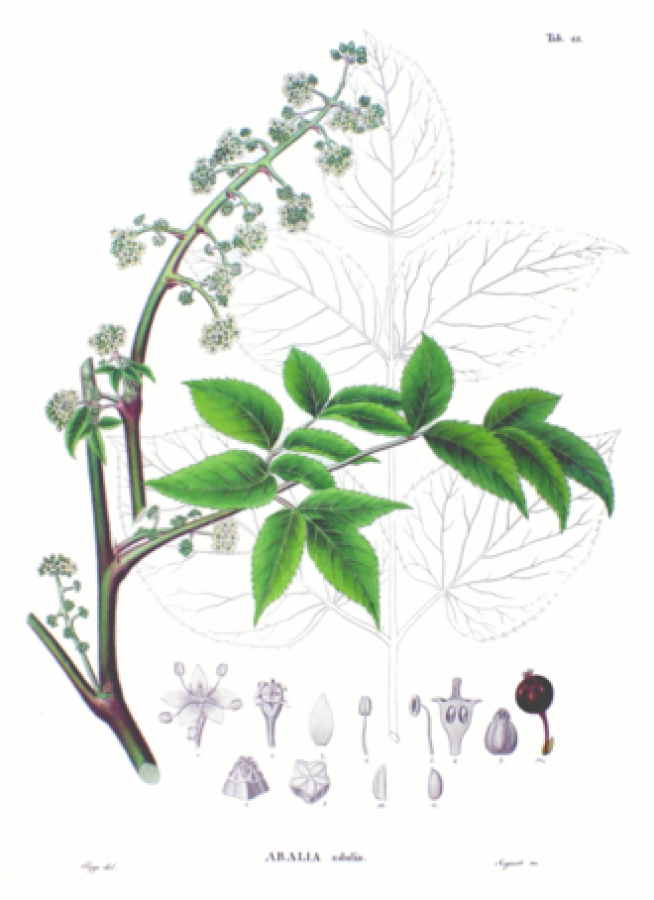 Aralia