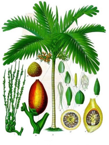 Areca M.17 (Dypsis Lutescens)