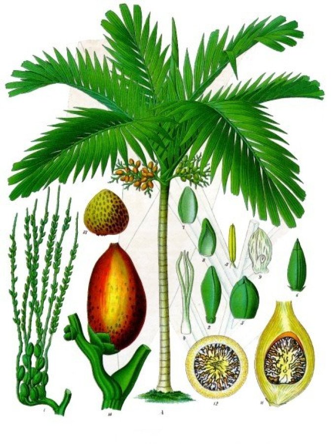 Areca M.17 (Dypsis Lutescens)