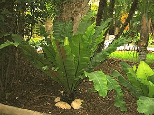 Asplenium Nidus C.12
