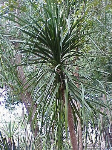 Beaucarnea Grup de Tres