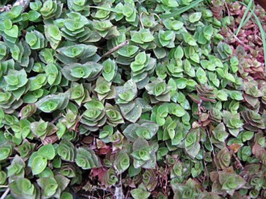 Callisia