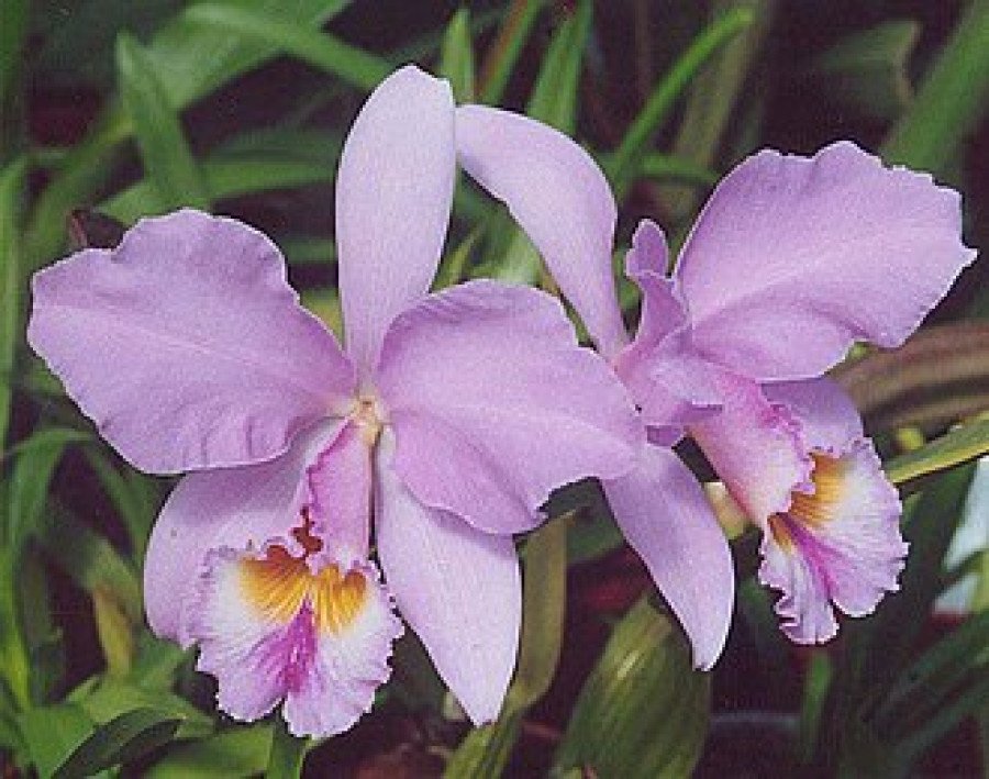 Cattleya C.19