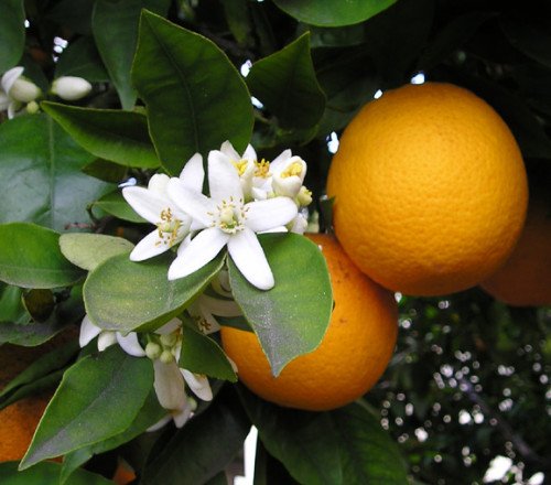Kumquat Nagami T.12L