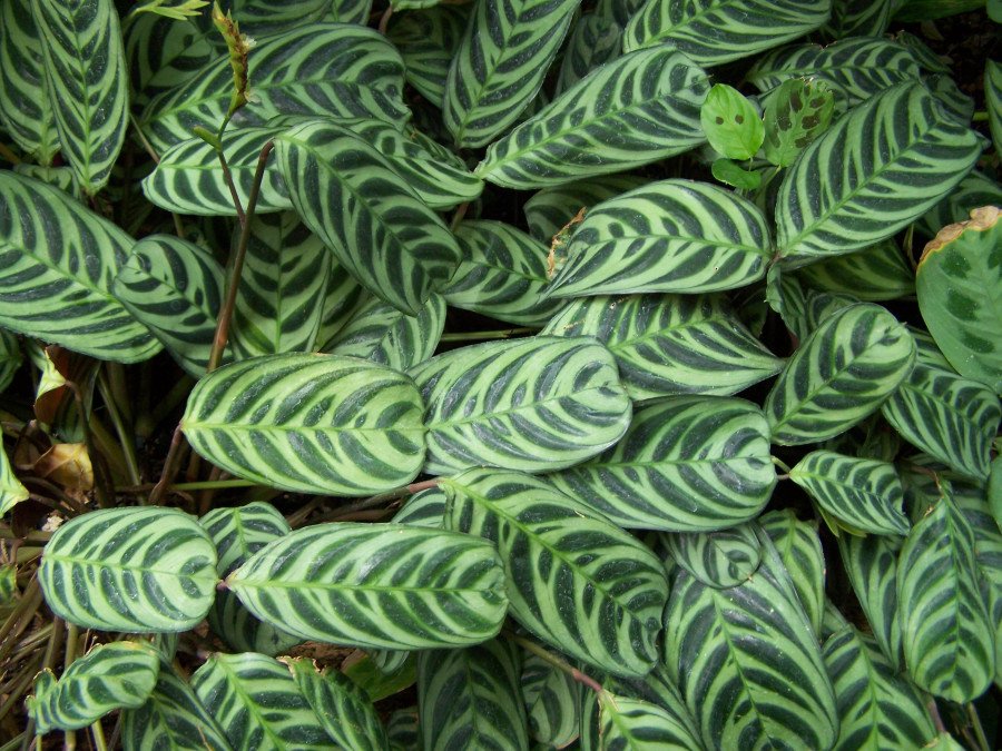 Calathea Ctenanthe Golden Mosaic