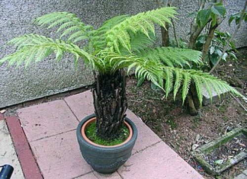 Dicksonia Antarctica
