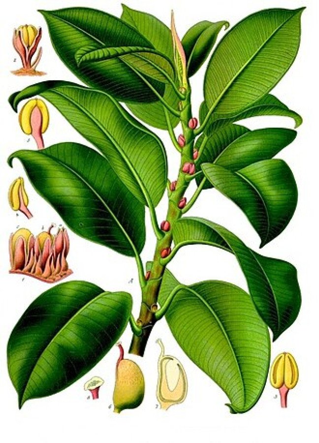 Ficus Anastasia C.22