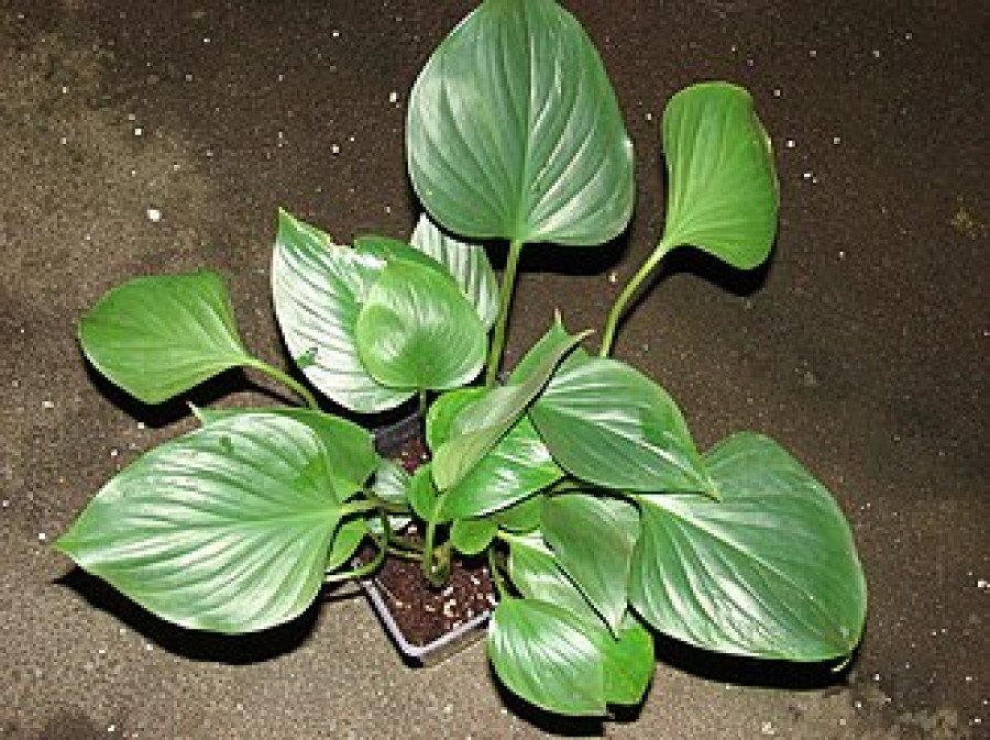 Homalomena C.19