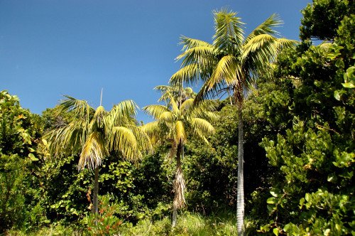 Kentia Grupo 20 (Howea Forsteriana)