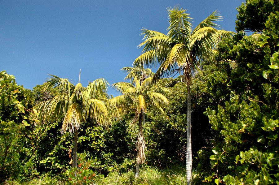 Kentia Grup 20 (Howea Forsteriana)