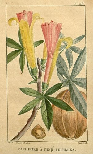 Pachira C.19
