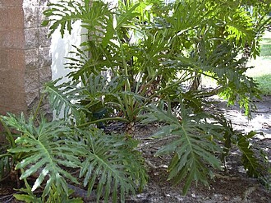 Philodendron Choco Red