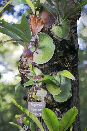 Moonlight Fern