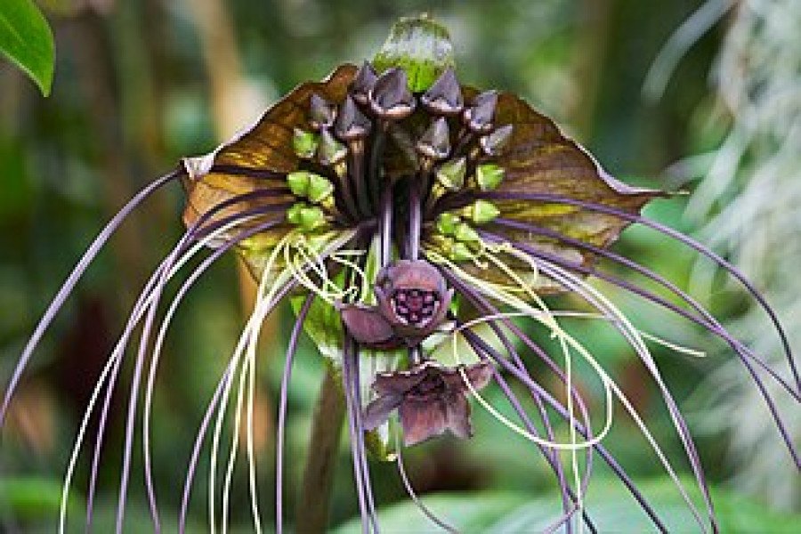 Tacca Chantrieri