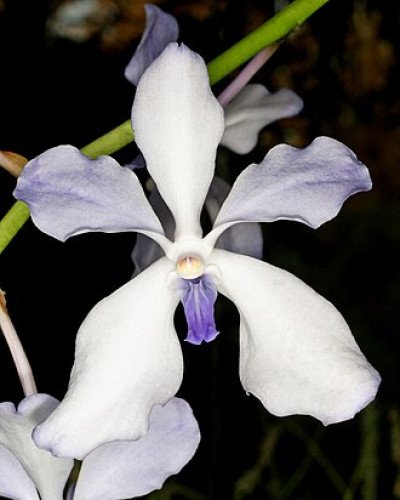 Vanda Hybrida