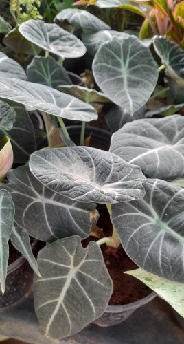 Alocasia Black Velvet