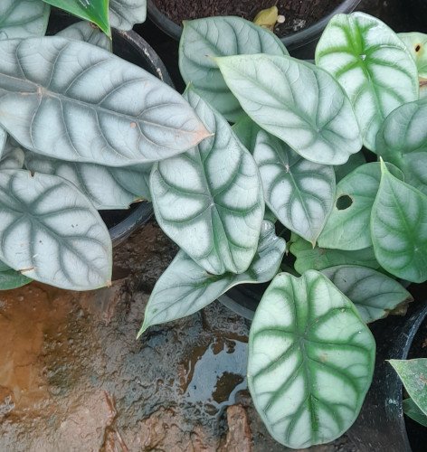 Alocasia Dragon