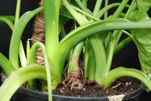 Alocasia Gageana
