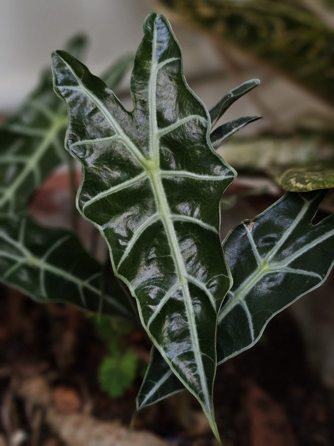 Alocasia Polly
