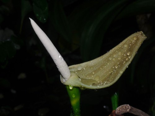 Alocasia Zebrina