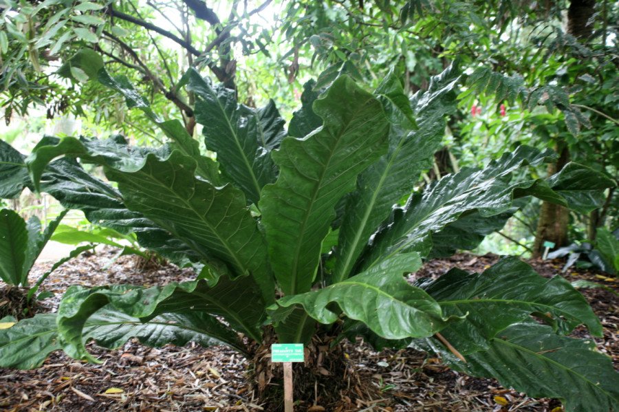 Anthurium Easy C.14