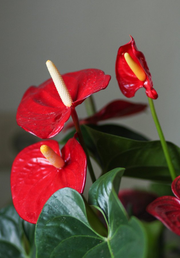 Anthurium Mix Colors C.12