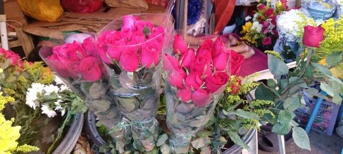 Pot Anthurium Spirit