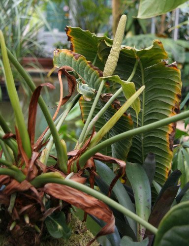 Anthurium Veitchii