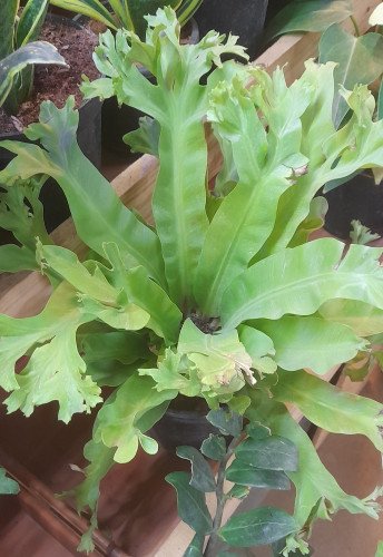 Asplenium Crissie C.20
