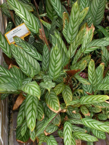 Calathea Ctenanthe Setosa C.16