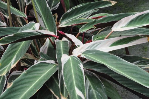 Calathea Triostar