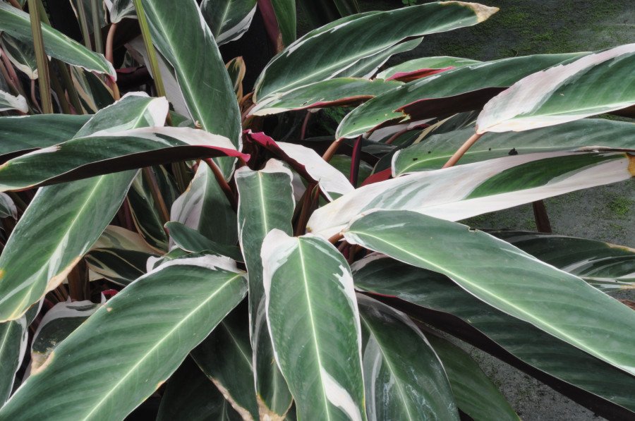 Calathea Triostar