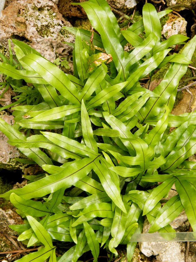 Cocodrilus Microsorum C.12
