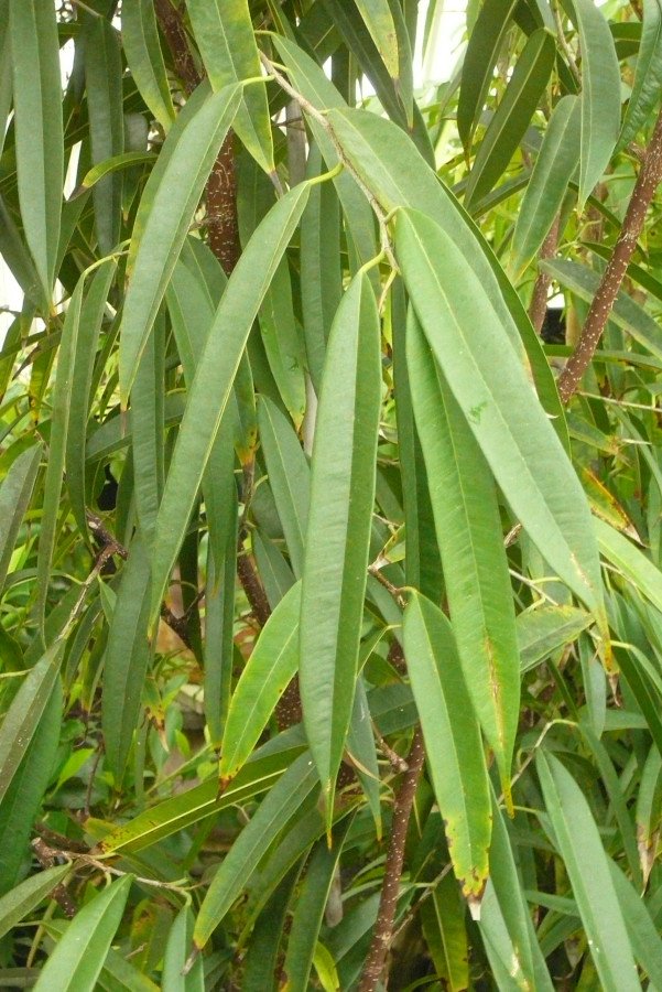 Ficus Amstel C.26
