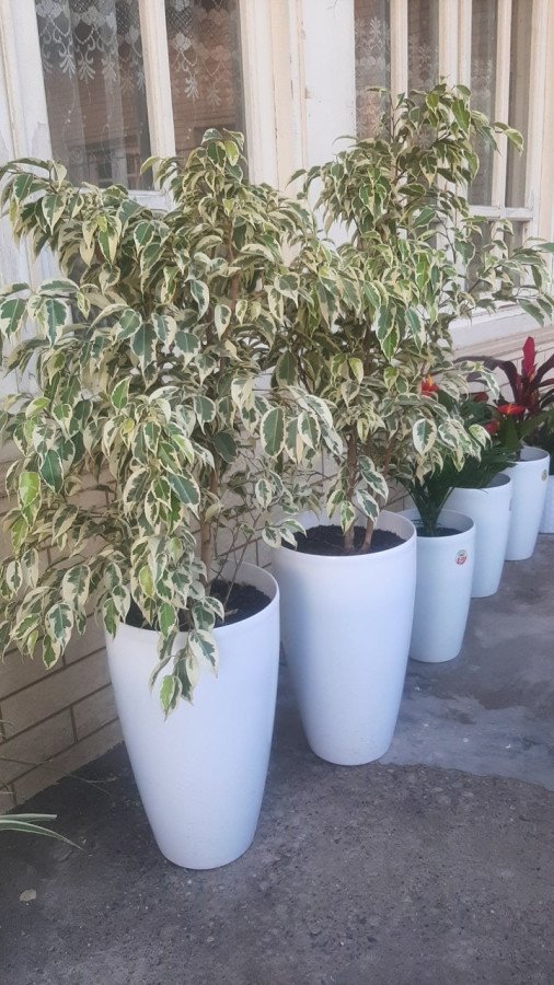Ficus Benjamina C.22