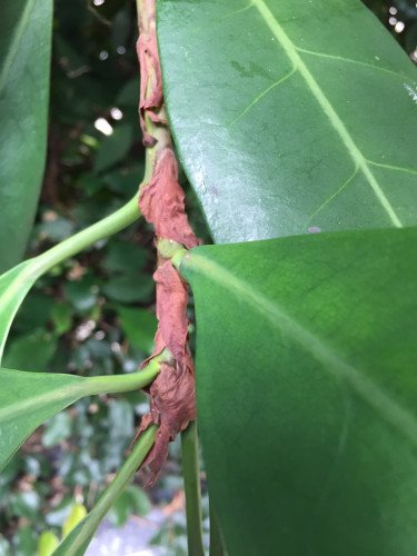 Ficus Cyathistipula C.26