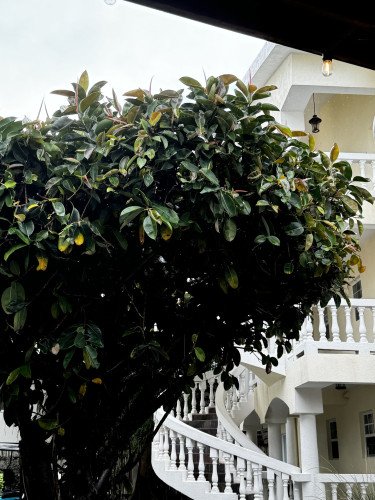 Ficus Elastica Belize C.14