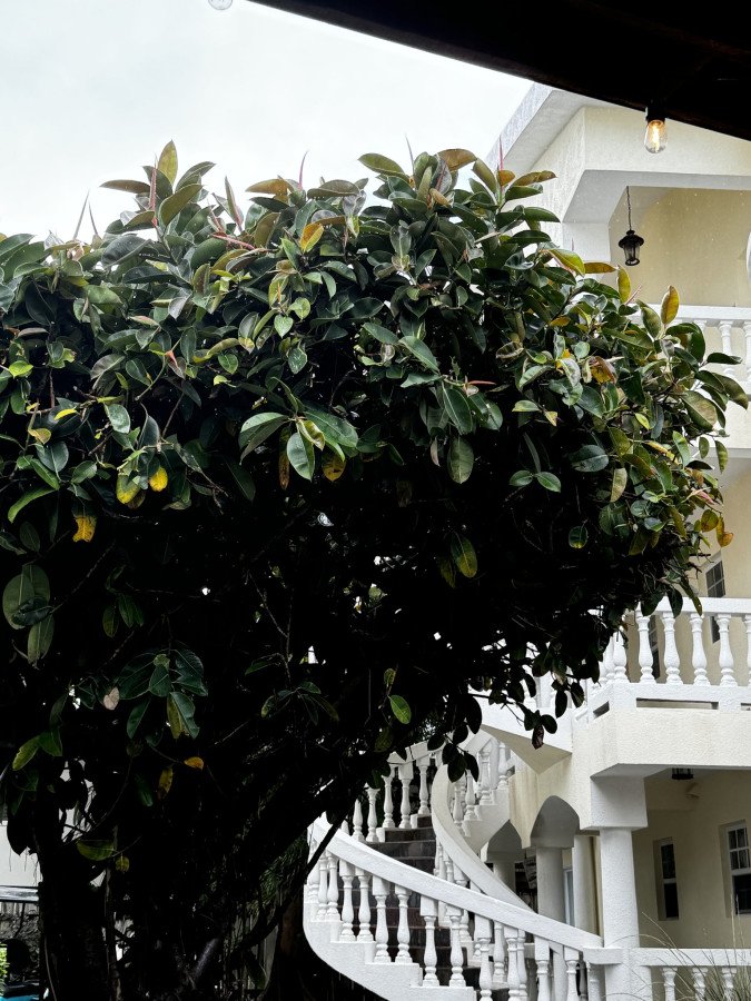 Ficus Elastica Belize C.14