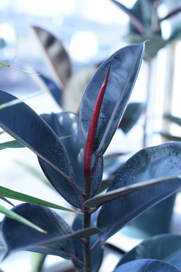 Ficus Elastica Shiveriana C.19