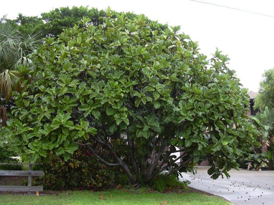Ficus Lyrata C.22