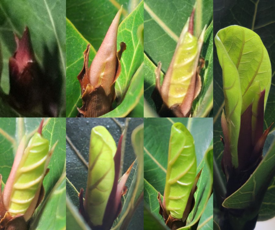 Ficus Lyrata Bambino C.14